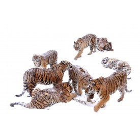 Playing Tigers