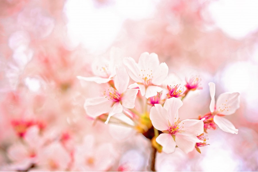 Cherry blossom II