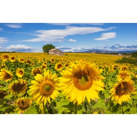 A Field of sunflowers