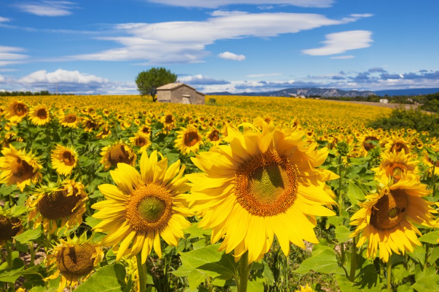 A Field of sunflowers
