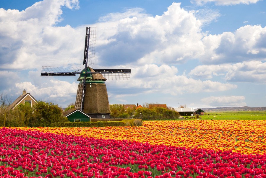 Windmill and Flowers