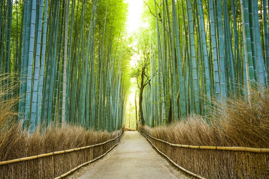 Kyoto, Japan bamboo forest